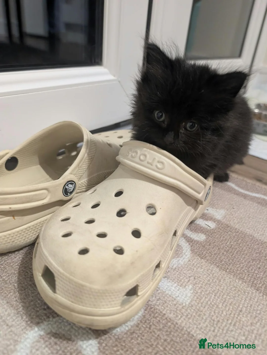 Mixed Breed cats for sale: Black Longhair Kitten  in Coleford - Advert 2