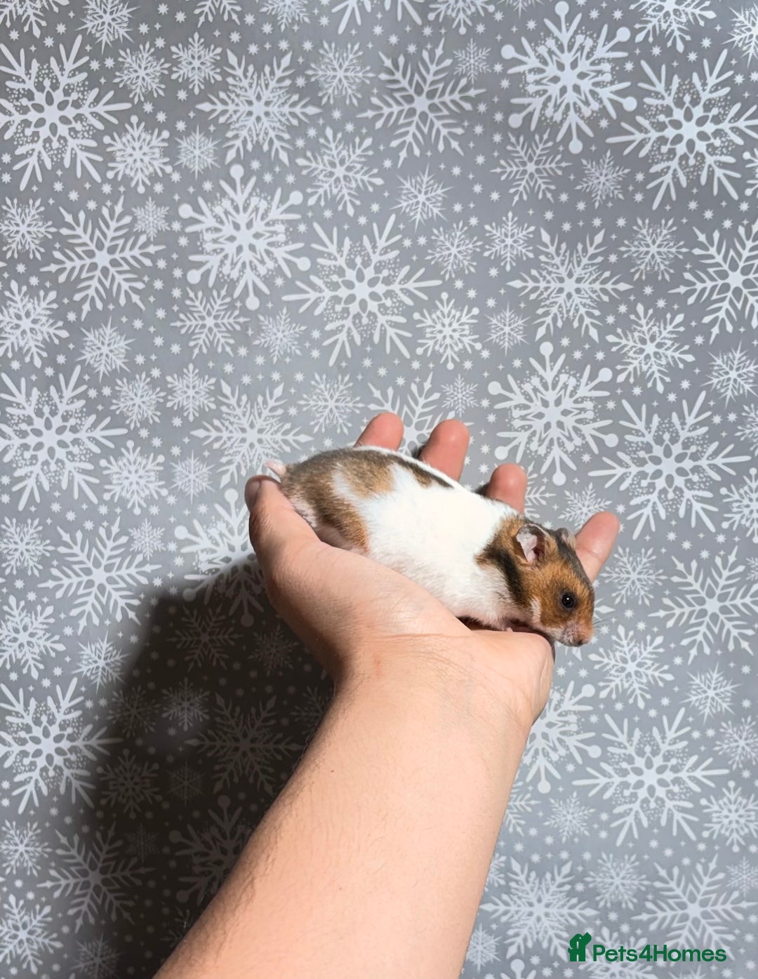 Hamster rodents for sale: STUNNING TAME PEDIGREE SYRIAN HAMSTERS - Advert 8