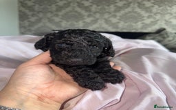 Cockapoo dogs for sale: Cockapoo puppies - Image 12