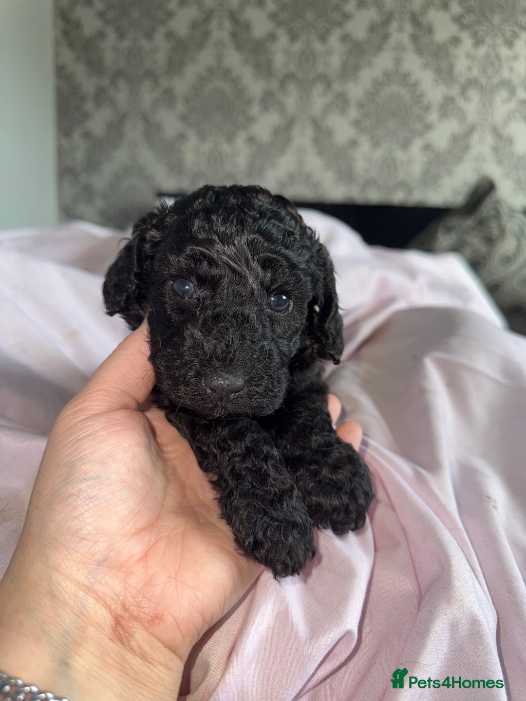 Cockapoo dogs for sale: Cockapoo puppies - Image 12