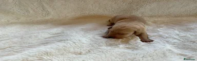 Labrador Retriever 11