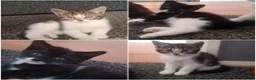 Mixed Breed cats for sale: 2 gorgeous kittens  in Wigan - Advert 1