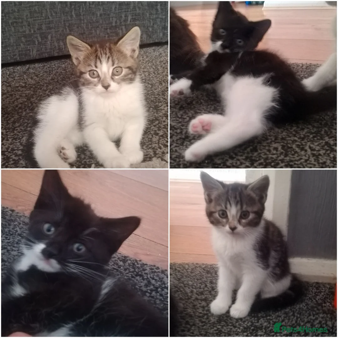 Mixed Breed cats for sale: 2 gorgeous kittens  in Wigan - Advert 1