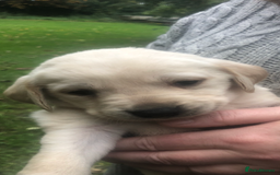 Labrador Retriever dogs for sale: Labrador puppies for sale - Image 10