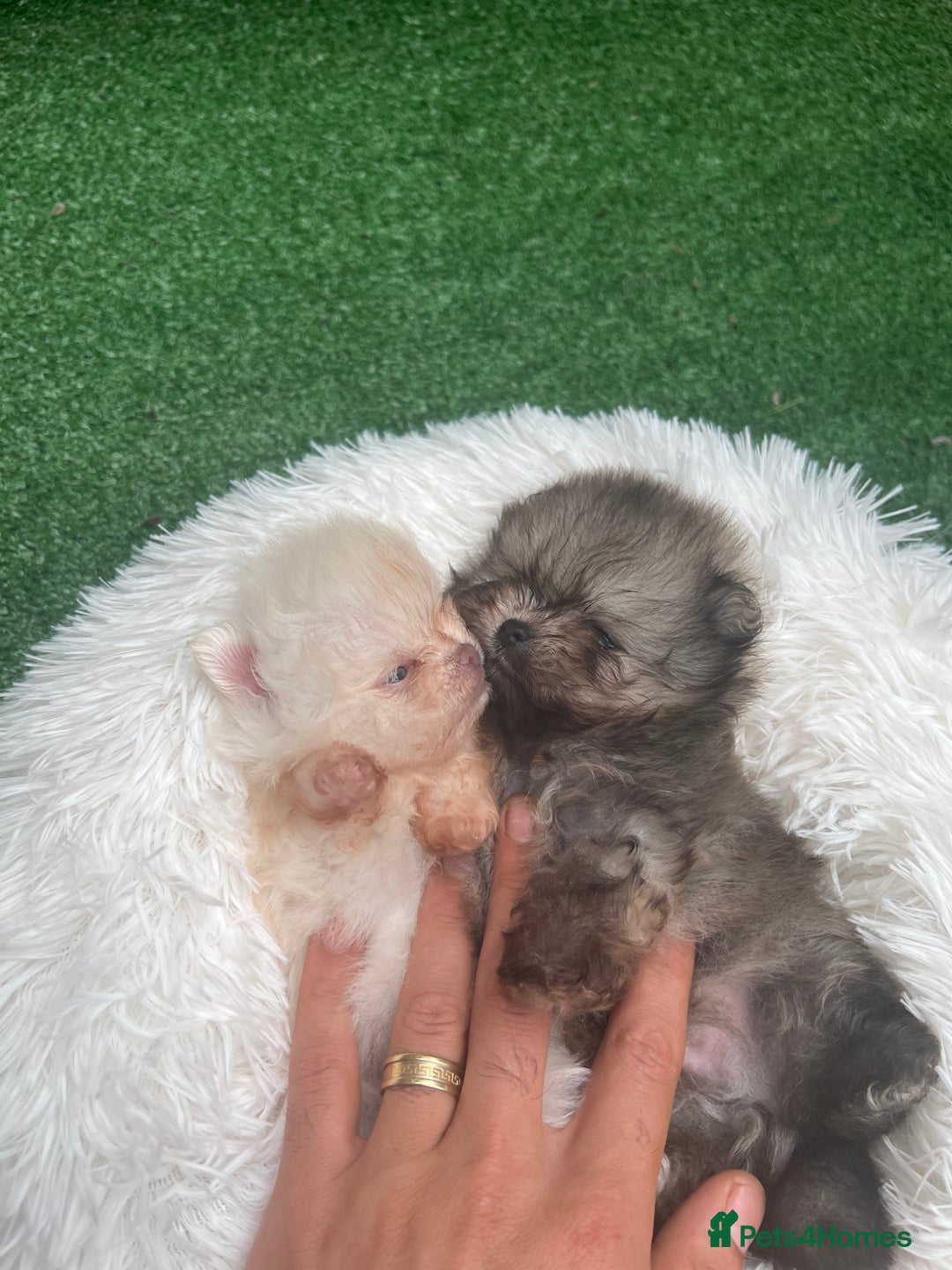 Pomeranian dogs for sale: Pomeranian toy  - Image 4