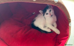 Mixed Breed cats for sale: Kitten looking for new home  - Image 1