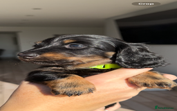 Miniature Dachshund dogs for sale: Pedigree Miniature Long hair Dachshund - Image 9