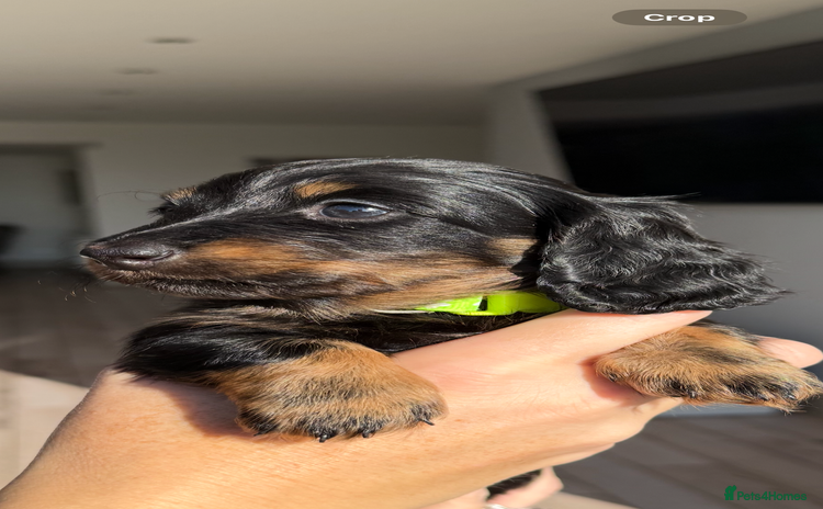 Miniature Dachshund dogs - Advert 7
