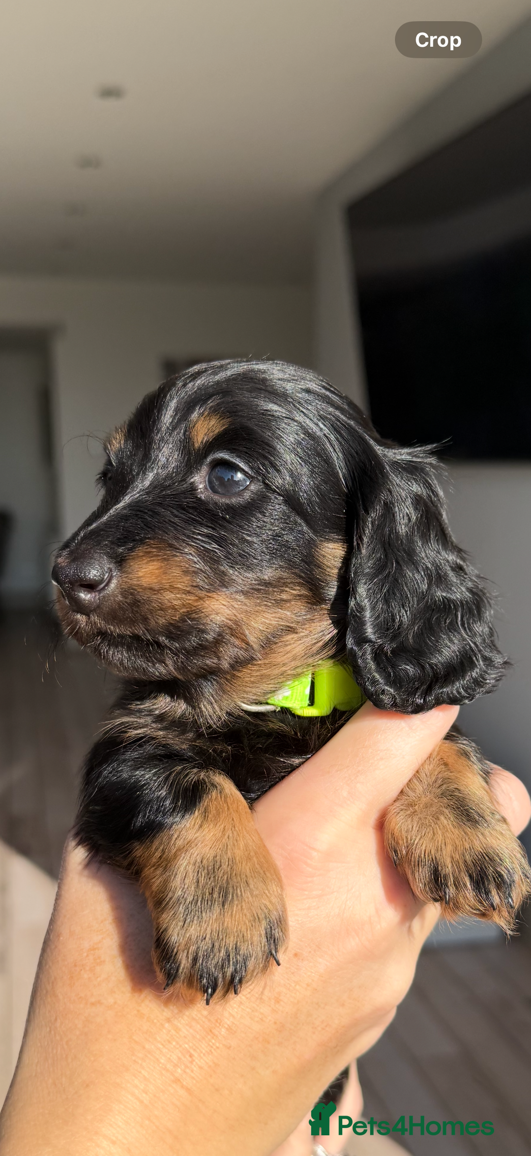 Miniature Dachshund dogs for sale: Pedigree Miniature Long hair Dachshund - Image 9