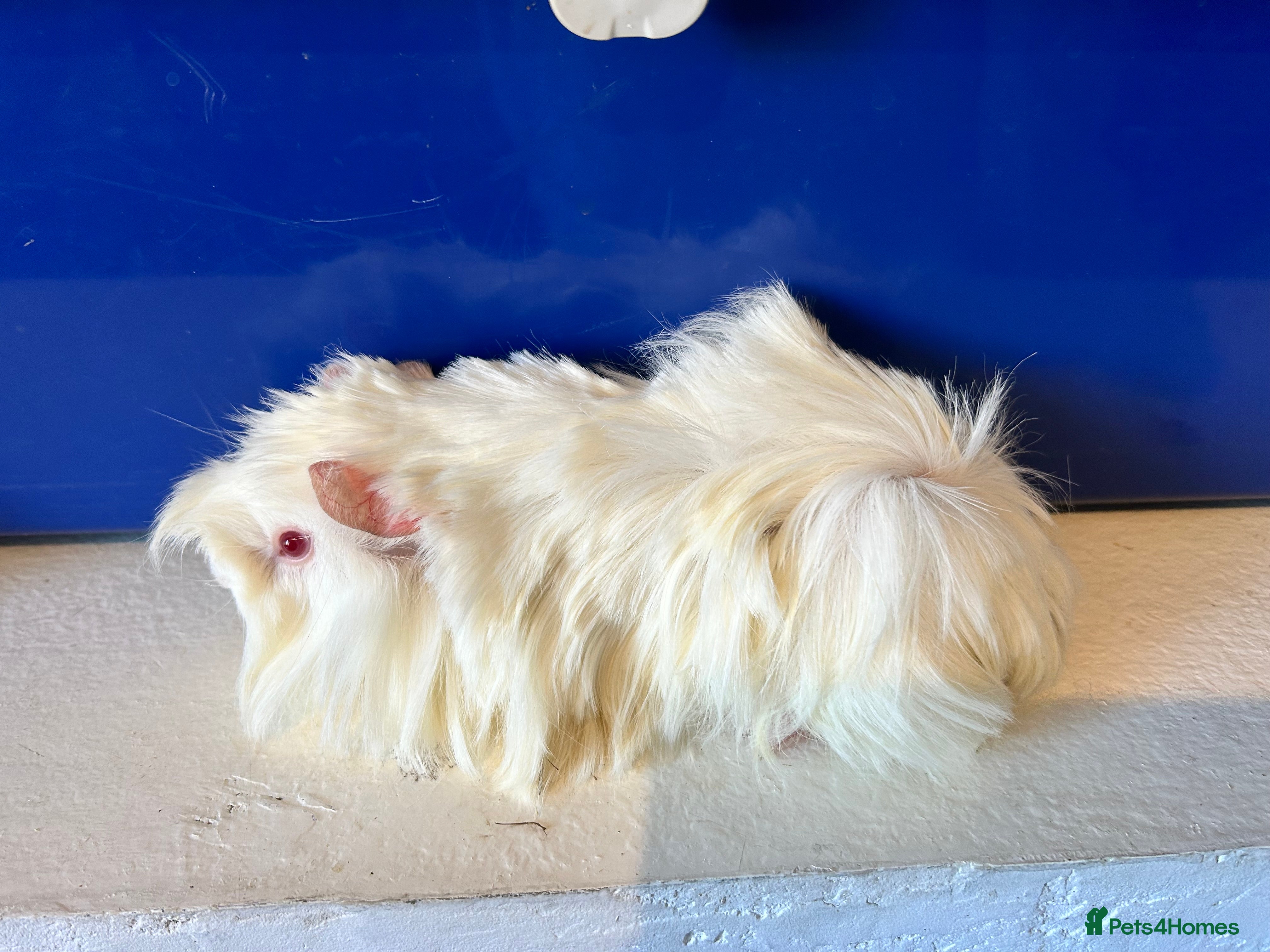 Guinea Pig rodents PEW peruvian 6 weeks old  - Advert 21