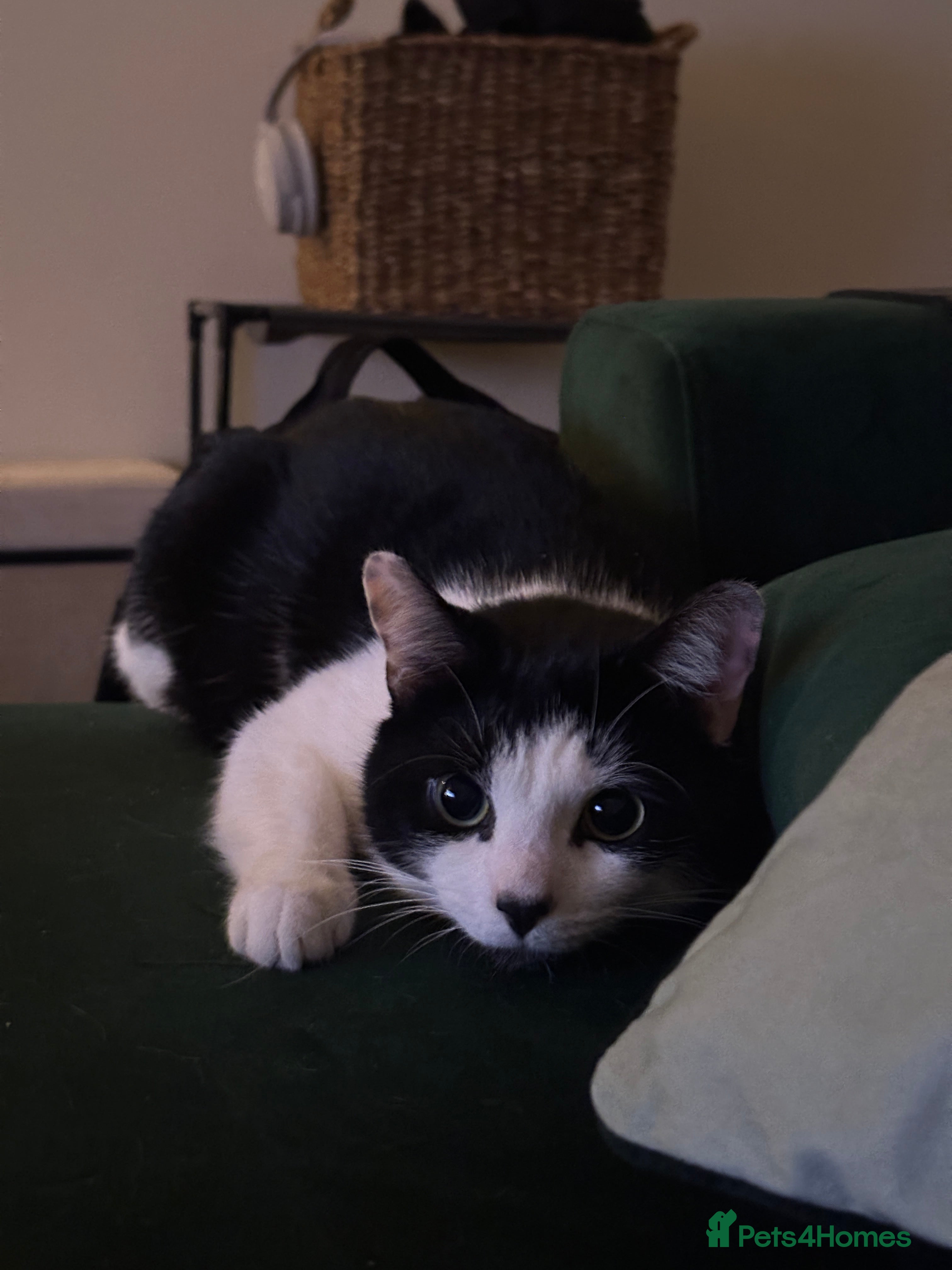 Mixed Breed cats Goose 🪿 - Advert 2