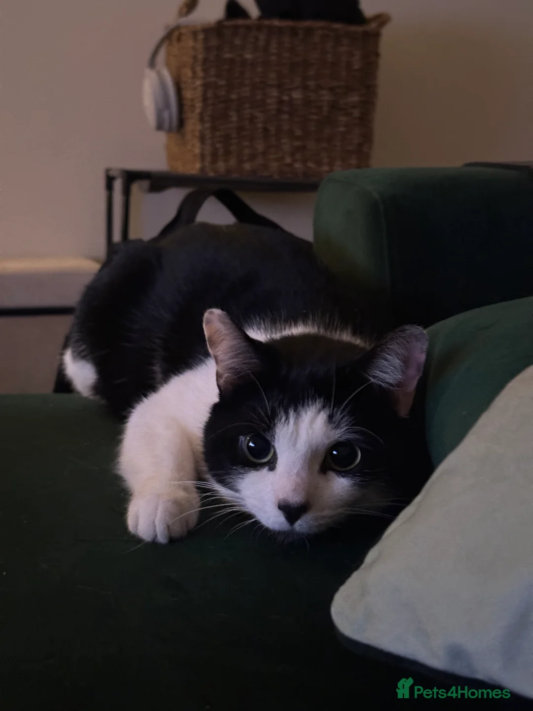 Mixed Breed cats for sale: Goose 🪿 - Advert 1