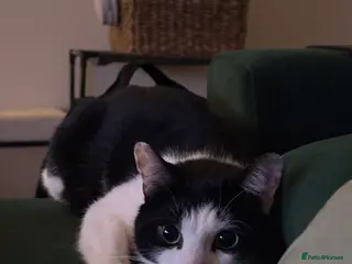 Mixed Breed cats Goose 🪿 - Advert 4