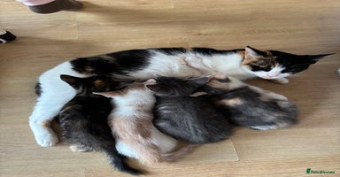 Mixed Breed cats - Advert 15