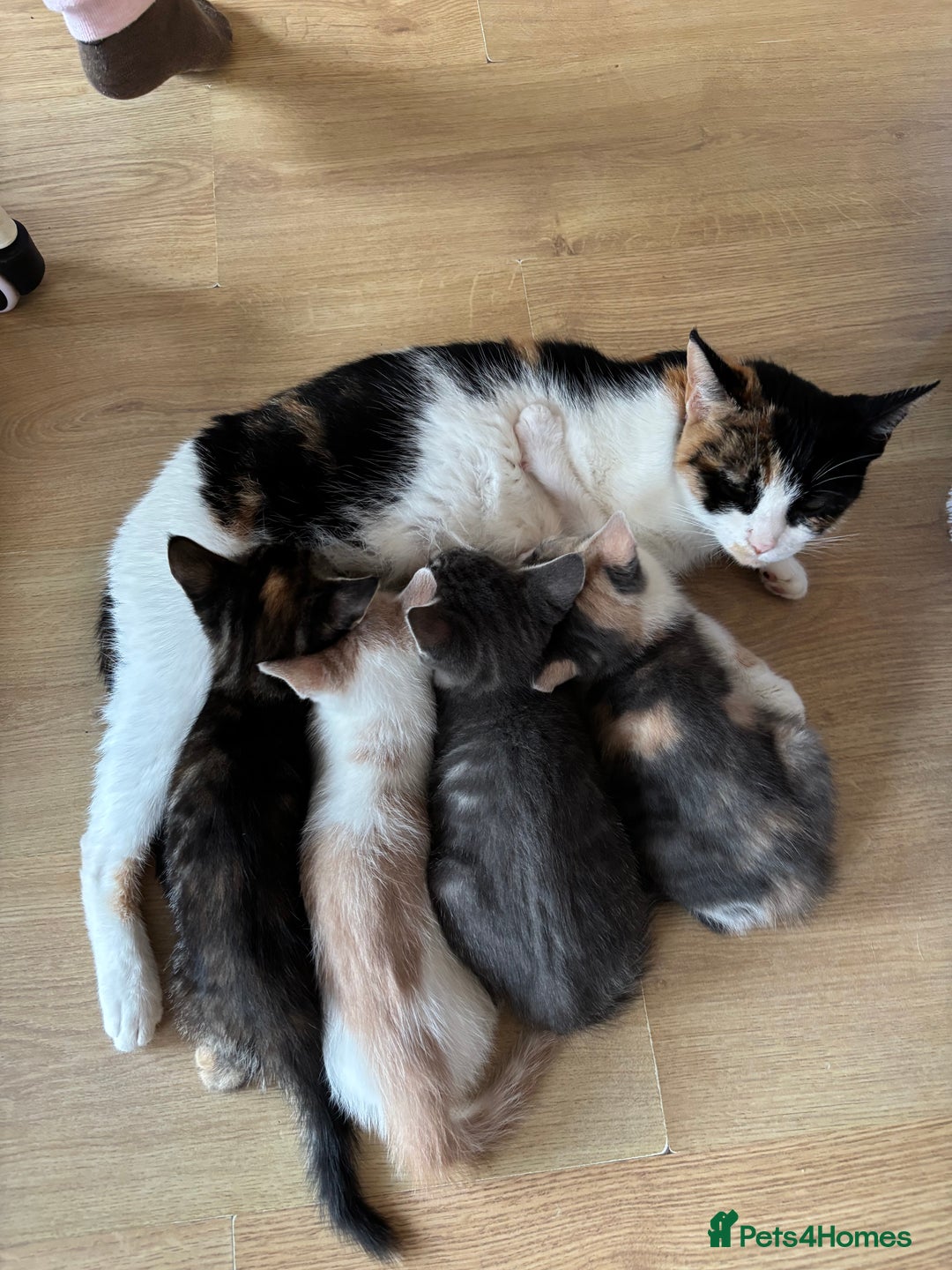 Mixed Breed cats for sale: 4 kittens ready for their new homes  - Image 3