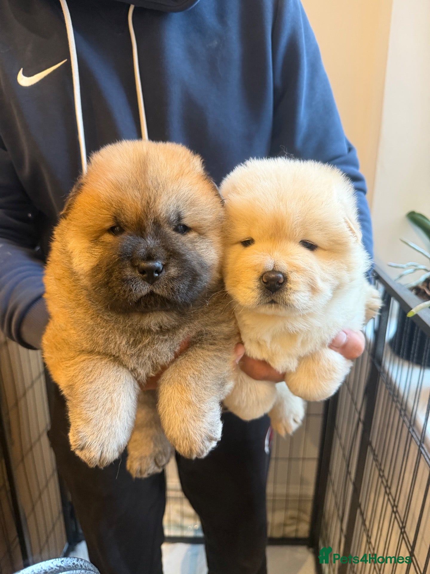 Chow Chow dogs for sale: Chow chow puppy - Advert 1