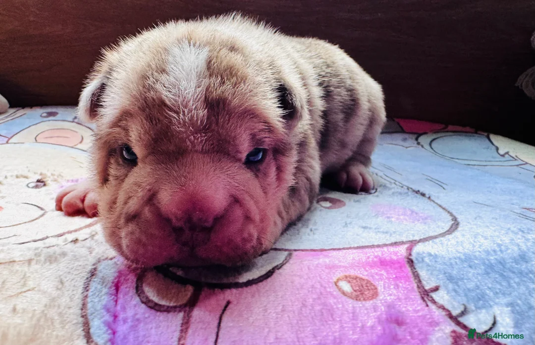 Shar Pei dogs for sale: Stunning Bullpei Puppies (Sharpei/English Bulldog) - Advert 11
