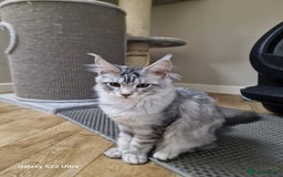 Maine Coon cats for sale: Pure maine coon - Image 5