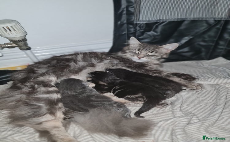 Maine Coon cats - Advert 7