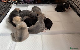 Mixed Breed dogs for sale: Staffordshire terrier puppies  - Image 10