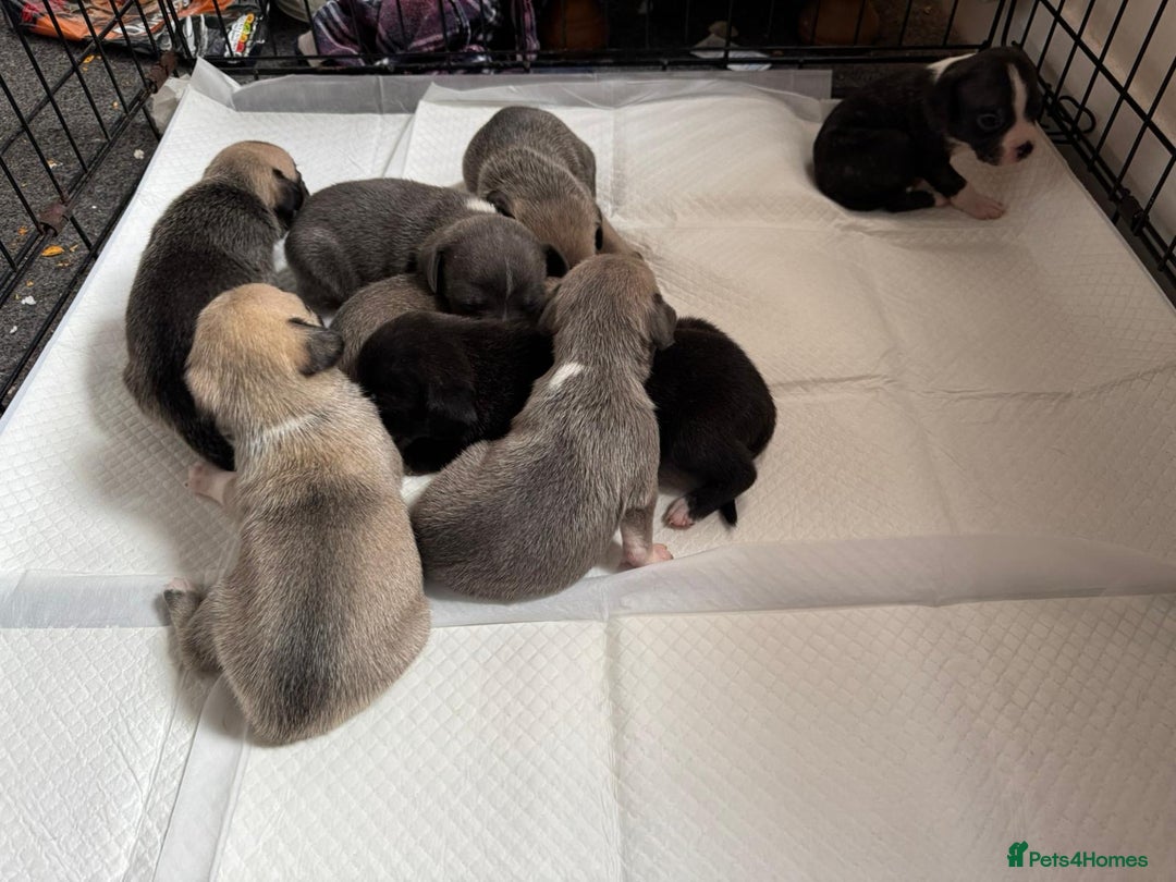 Mixed Breed dogs for sale: Staffordshire terrier puppies  - Image 10