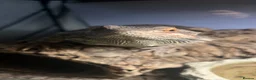 Bearded Dragon reptiles for sale: Bearded dragon + full set up in Southend-on-Sea - Advert 2