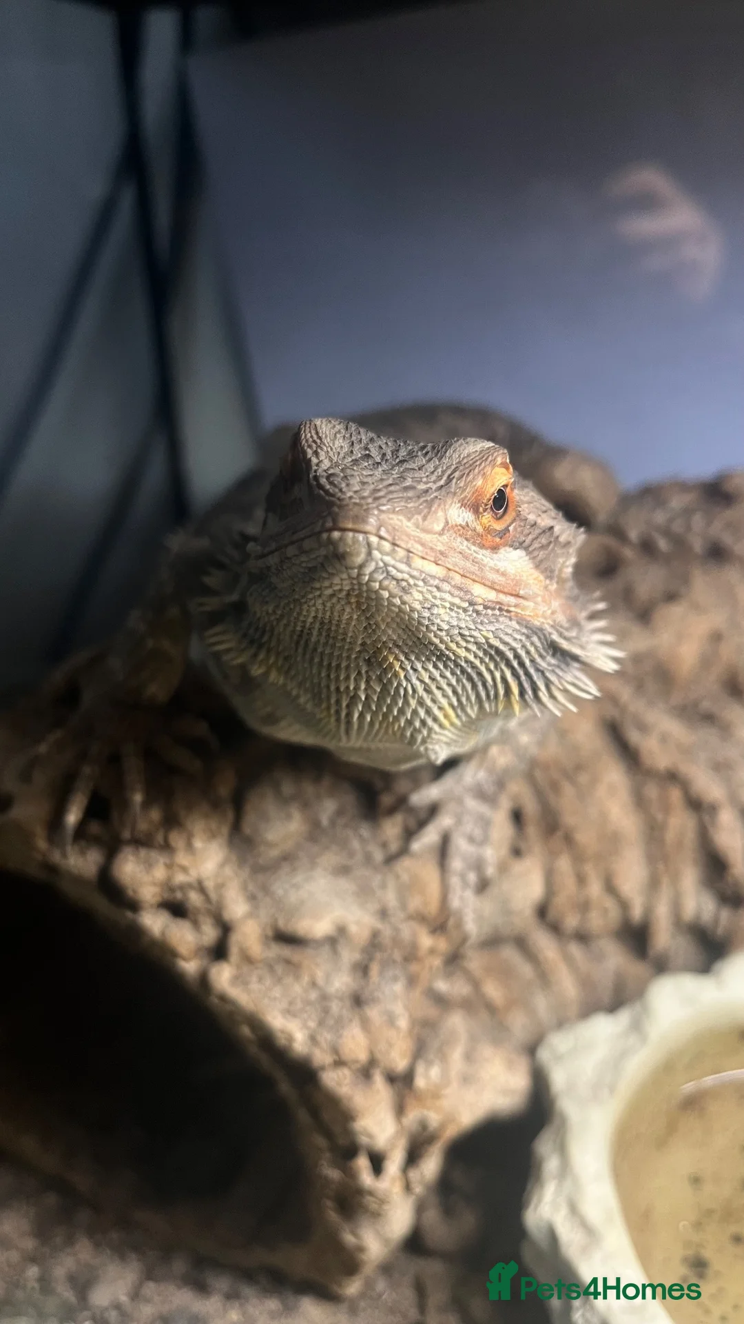Bearded Dragon reptiles for sale: Bearded dragon + full set up in Southend-on-Sea - Advert 2