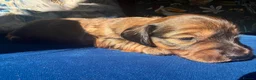 Miniature Dachshund dogs for sale: Stunning litter of miniature dachshund puppies - Advert 6
