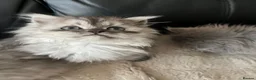 Persian cats for sale: Beautiful Persian babies ready now   - Advert 3