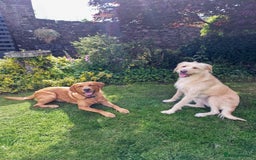Mixed Breed dogs for sale: Labrador Cross Pups - Image 9