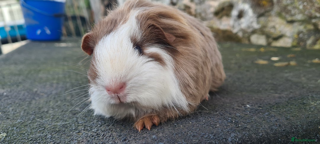 Guinea Pig rodents for sale: Sheltie female guinea pig  - Advert 8