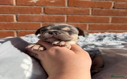 French Bulldog dogs for sale: 7 BEAUTIFUL FRENCHIE PUPPIES FOR SALE 🐾🐶  - Image 15