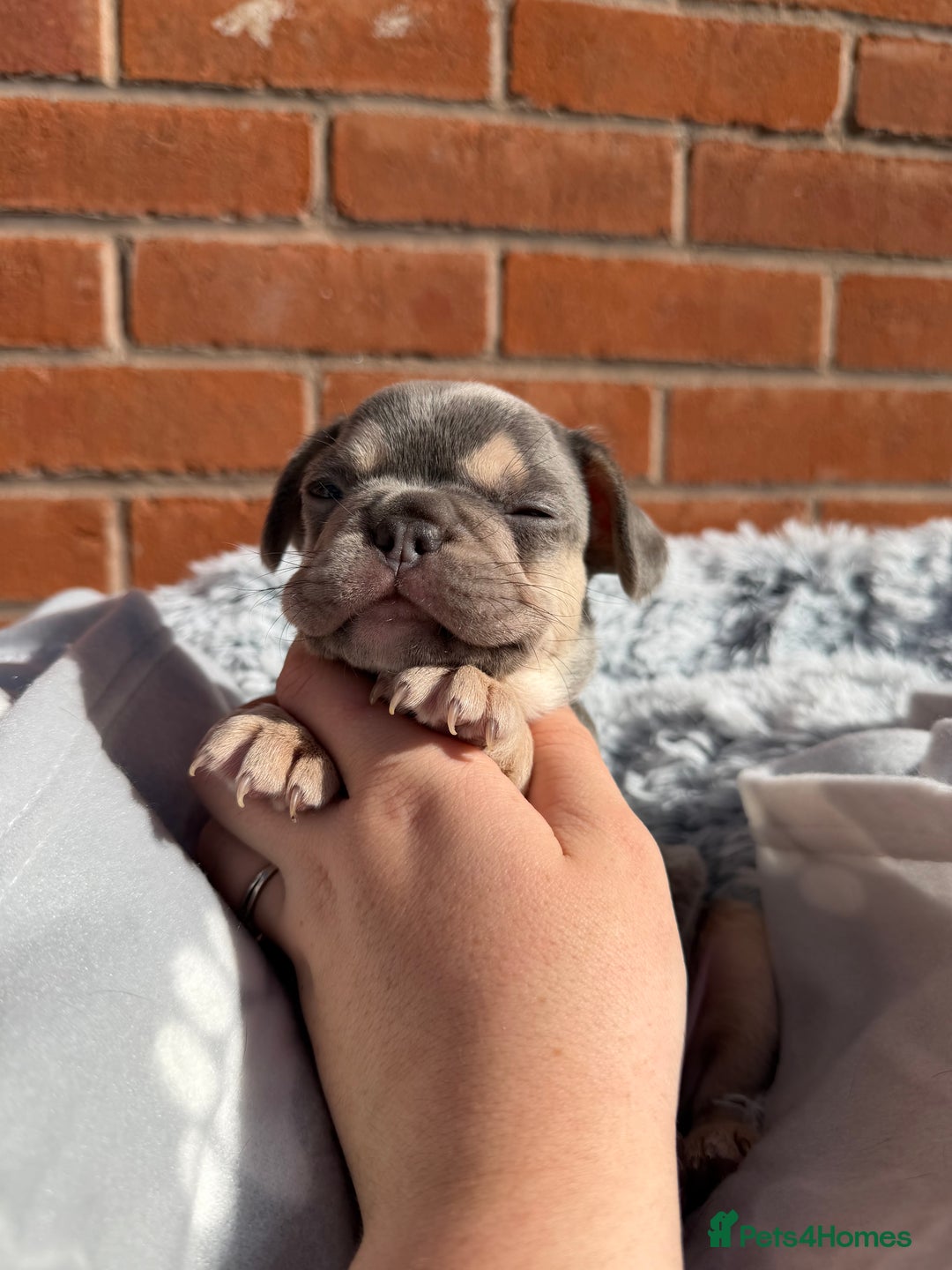 French Bulldog dogs for sale: 7 BEAUTIFUL FRENCHIE PUPPIES FOR SALE 🐾🐶  - Image 15