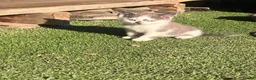 Mixed Breed cats for sale: Mixed breed Kittens  - Advert 3
