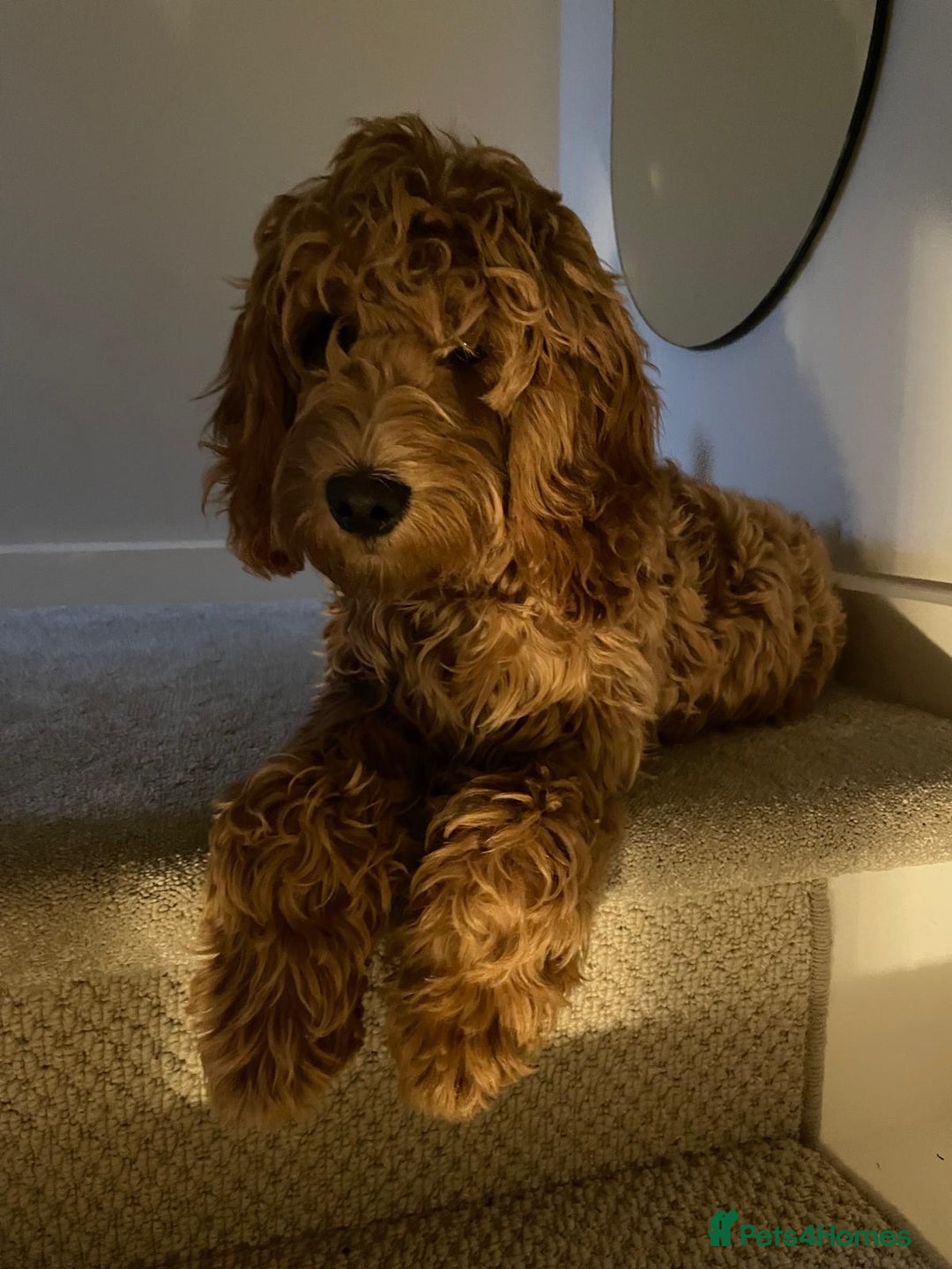Cockapoo dogs for sale: 6-Month-Old Apricot Cockapoo Boy – Wesley - Advert 2