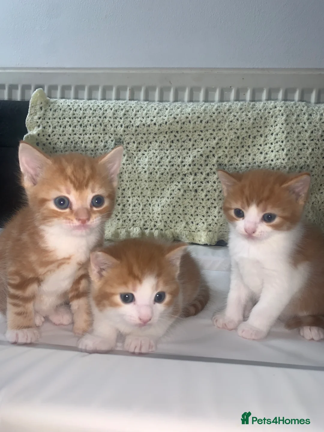 British Shorthair cats for sale: 3 British Shortair Males and 1 Longhair Female  - Advert 2