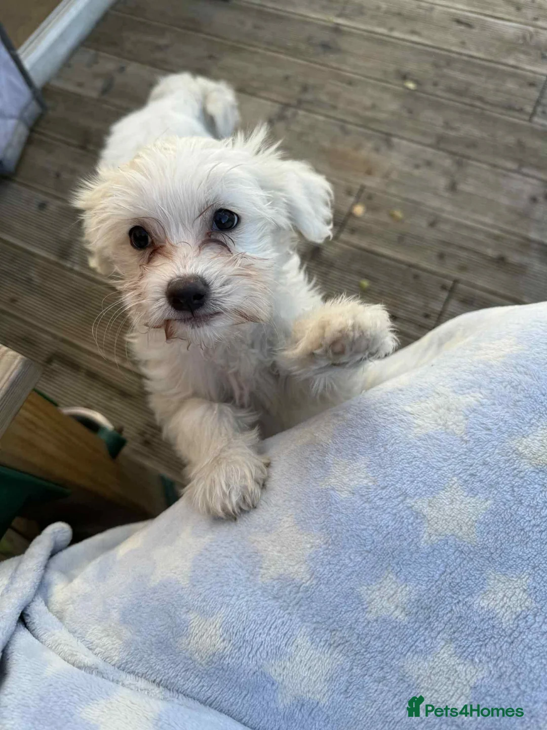 Chinese Crested dogs for sale: Chinease crested powder puff  - Advert 10