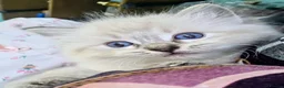 Ragdoll cats for sale: Ragdoll Kittens  in Newport - Advert 16