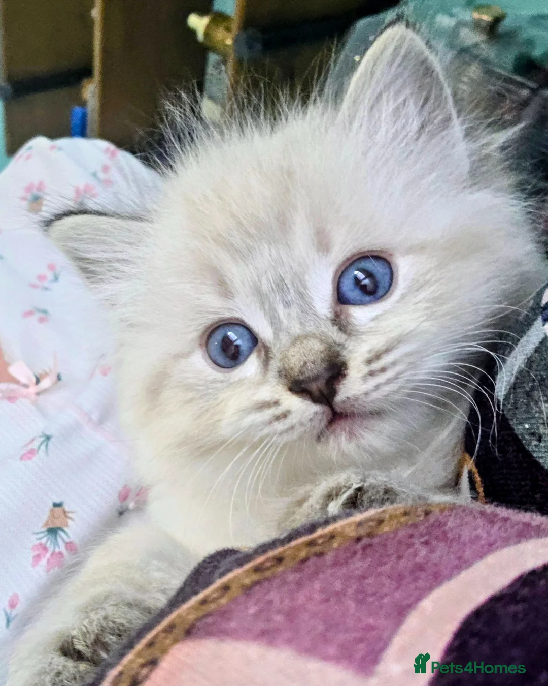 Ragdoll cats for sale: Ragdoll Kittens  in Newport - Advert 16