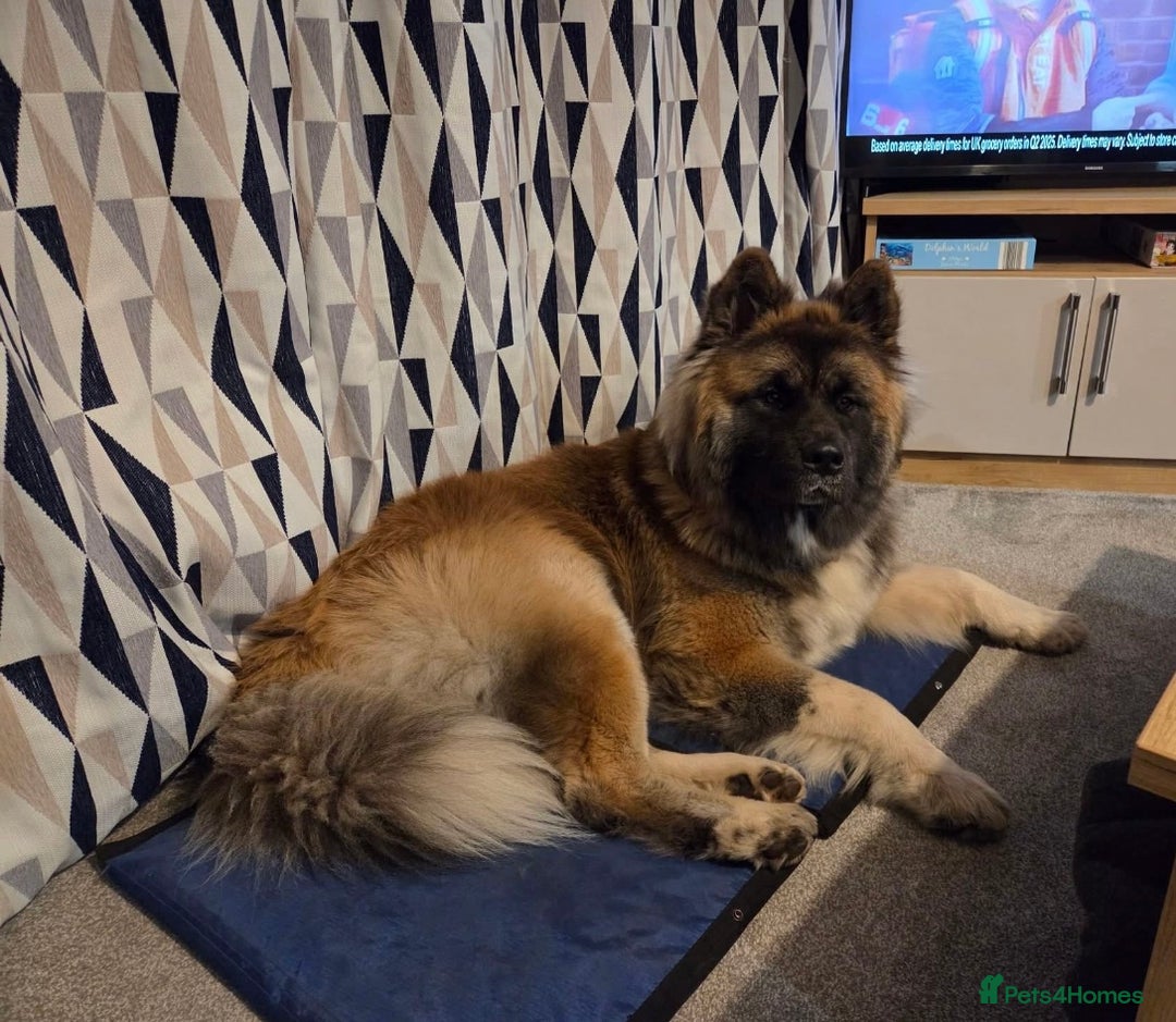 Akita dogs for sale: Akita puppies for sale  - Advert 6