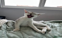 Abyssinian cats for sale: Pedigree Silver Abyssinian kittens left 1 female - Image 12