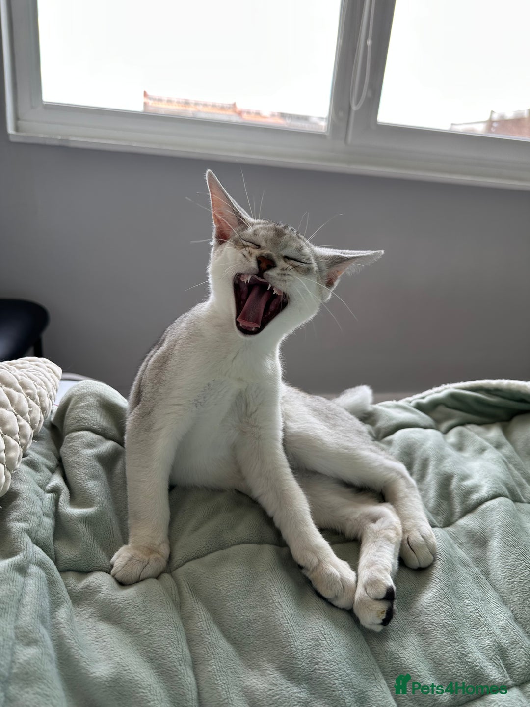 Abyssinian cats for sale: Pedigree Silver Abyssinian kittens left 1 female - Image 12
