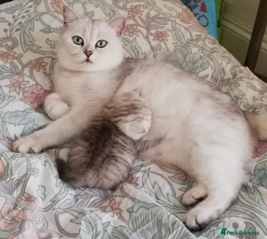 British Longhair cats Gorgeous BLH&BSH kittens - Advert 4