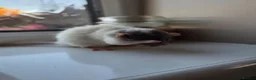 Rat rodents for sale: Bonded pair of male Dumbo ratties.  - Advert 2