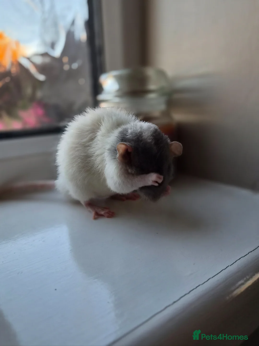 Rat rodents for sale: Bonded pair of male Dumbo ratties.  - Advert 2