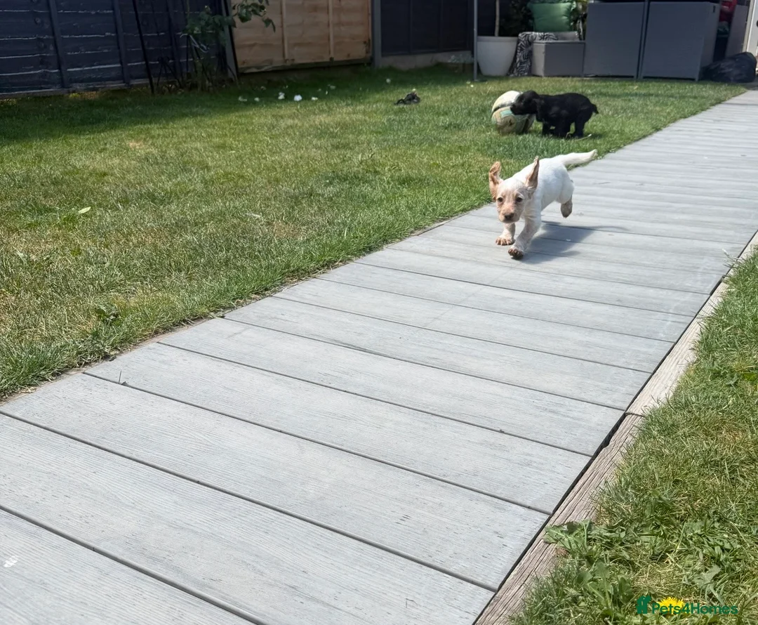 Cocker Spaniel dogs for sale: Cocker spaniel puppies  - Advert 9