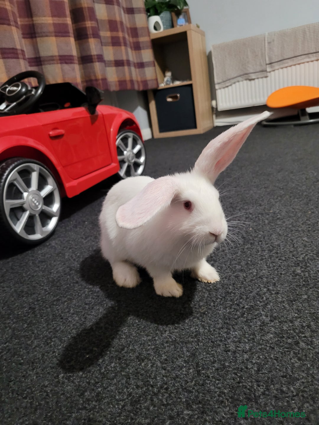 French Lop rabbits for sale: Giant French lop x giant continental  - Image 1