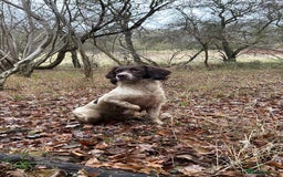English Springer Spaniel dogs for sale: Beautiful litter of KC reg ESS - Image 4