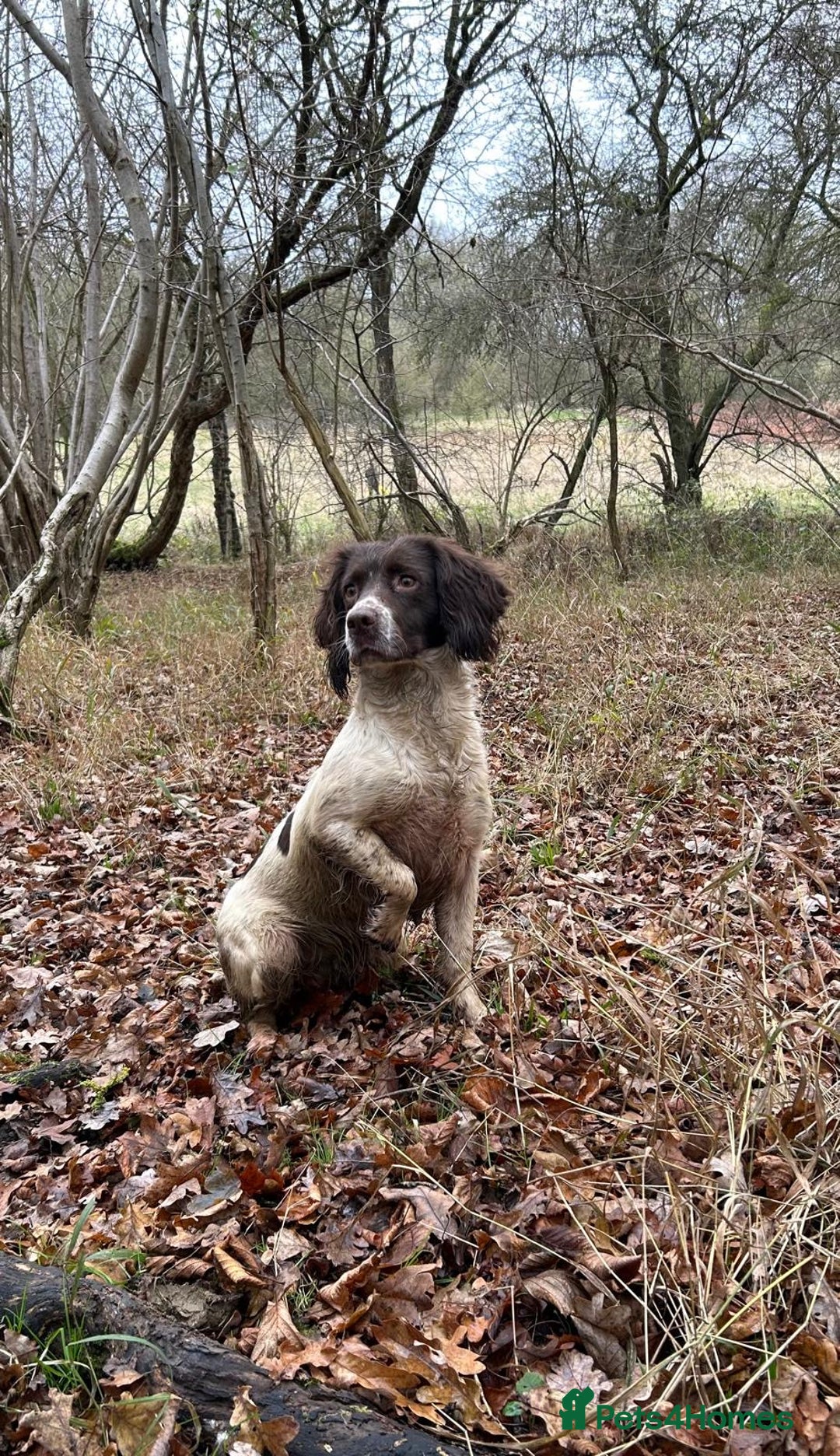 English Springer Spaniel dogs for sale: Beautiful litter of KC reg ESS - Image 4