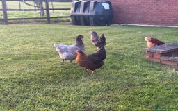 Chickens poultry for sale: 5 Laying Hens Free - Image 3